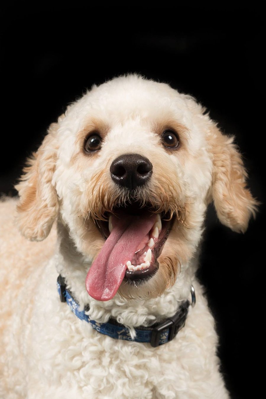 Happy hound