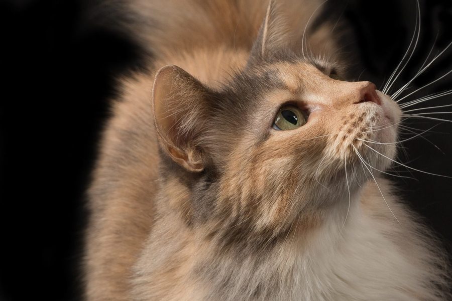 Whiskers