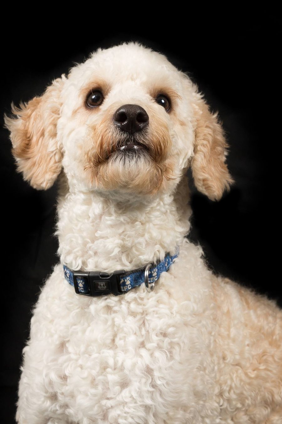 Good boy