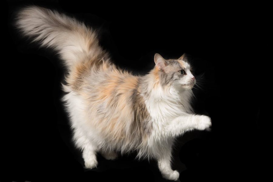 Mid-stride